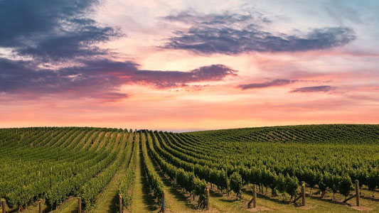 central-otago-wine-region