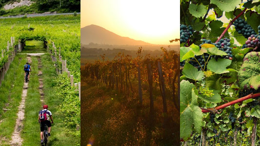 wine-tour-in-arrowtown-on-e-bikes