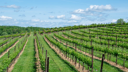 kinross-winery-in-may