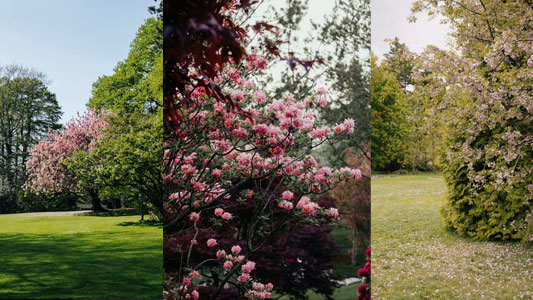 queenstown-gardens-spring