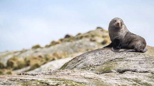 abundant-wildlife-viewing
