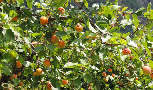 seasonal-fruit-stops
