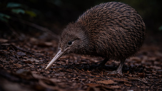 Kiwi-Park-Wildlife-Experience